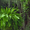 antebellum garden
