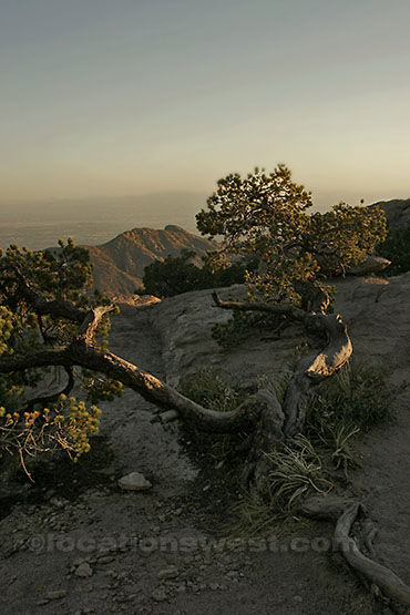 twisted juniper tree