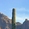 sonoran desert