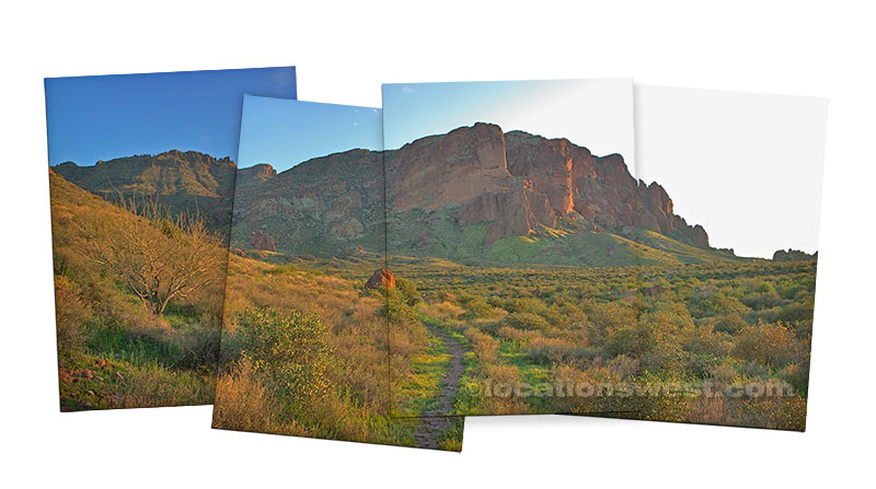the sonoran desert at springtime