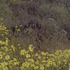 spring wildflowers