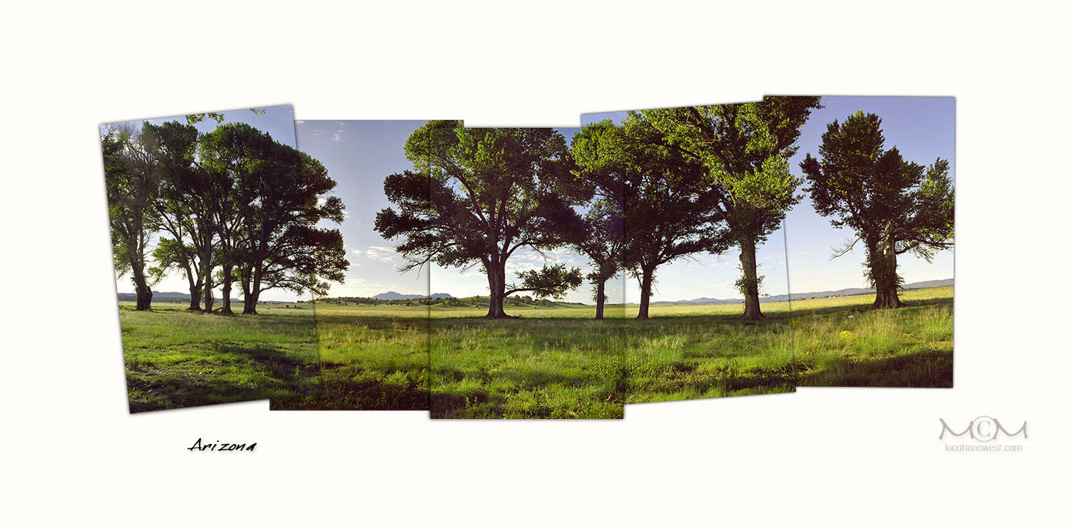 cottonwoods
