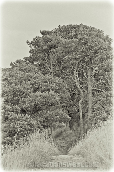 the kings forest