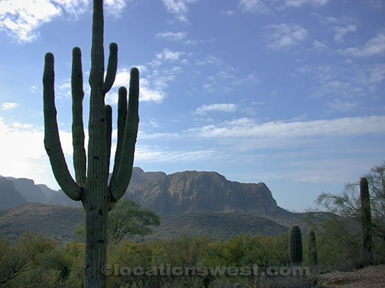 the sonoran desert