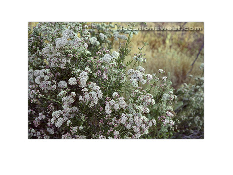 spring flowers