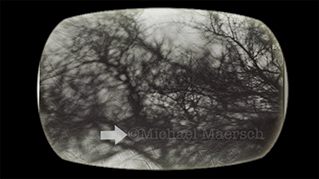a short film by michael maersch about watermarking images