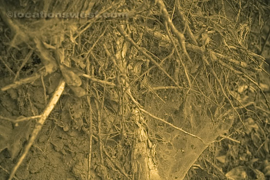 colorado tree roots