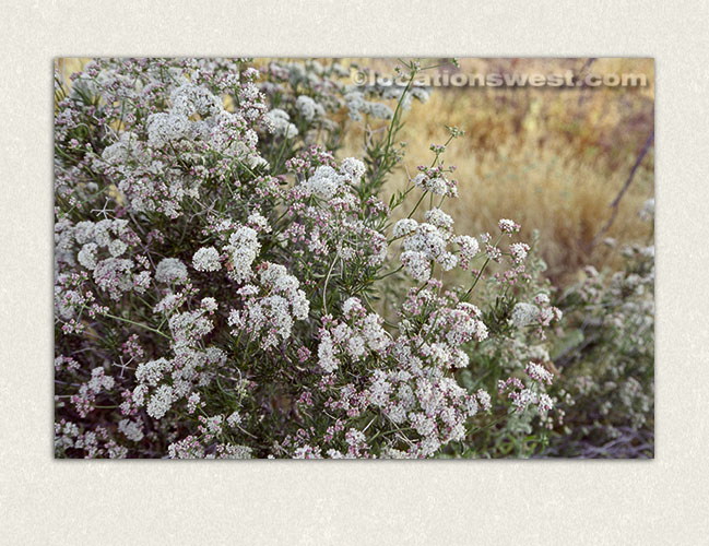 desert flowers