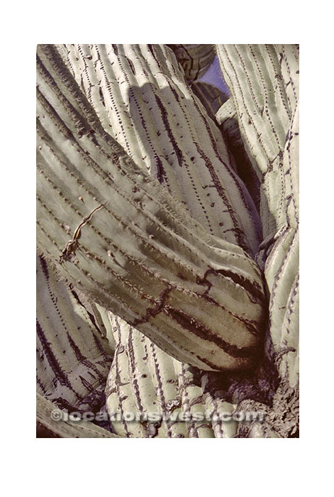 cactus detail