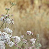 spring flowers