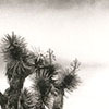 joshua tree