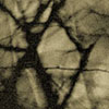 mesquite shadow