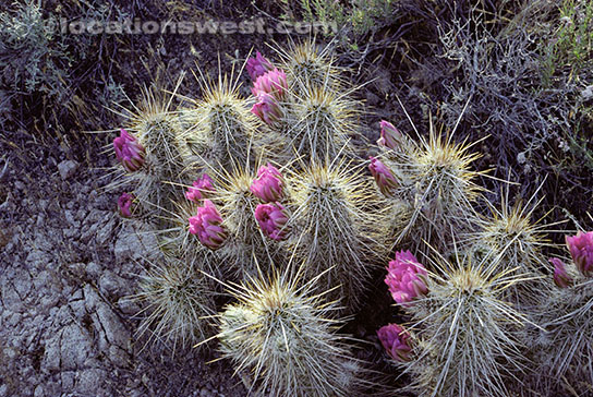 cactus detail