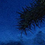 moon rise
